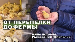 От перепелки до фермы. Наша история разведения перепелов 🐥