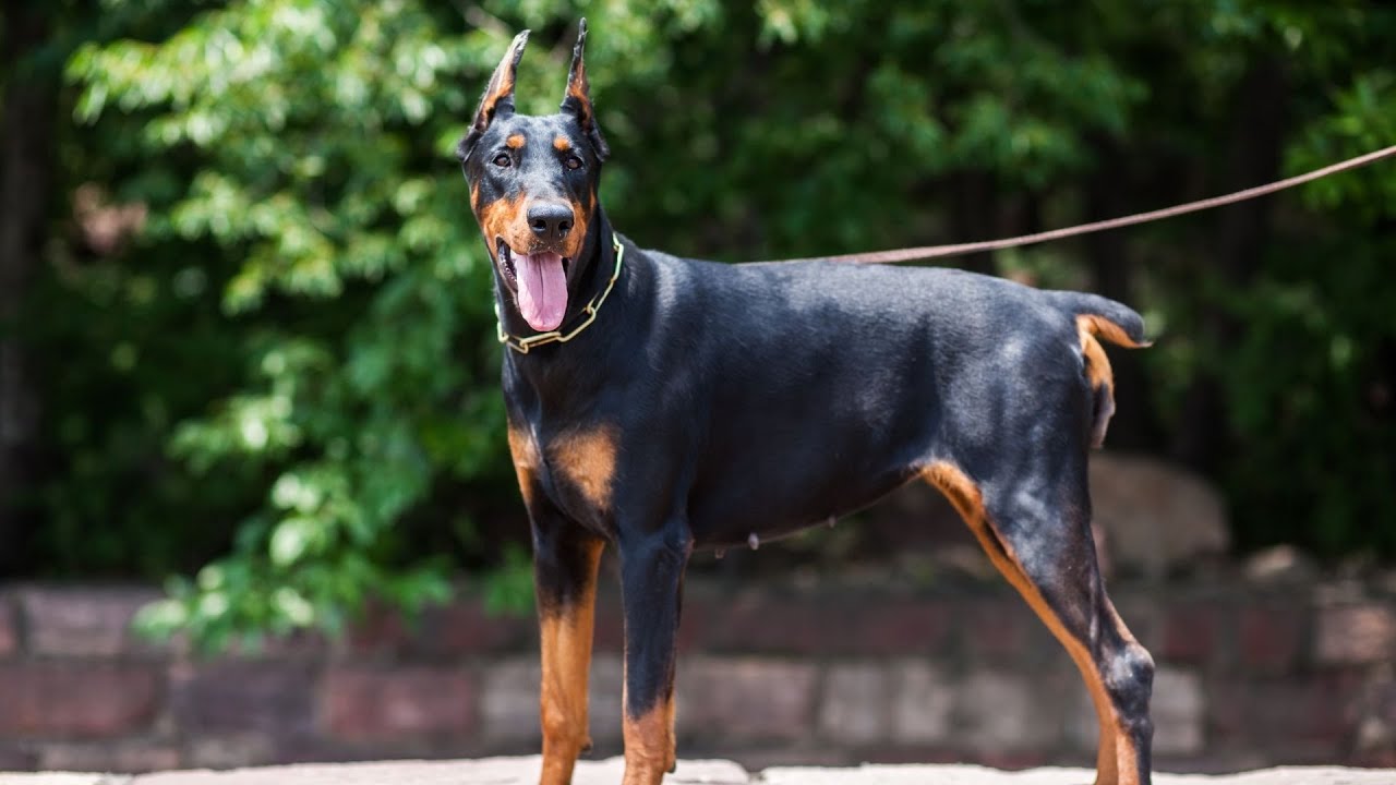 Assessing Your Doberman s Intelligence with the Doberman Intelligence Test