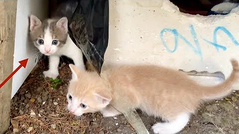 Video 8103891: kittens persian cat tabby, food tabby cat persian, kitten cute persian tabby, persian cat kitten sweet, cat kitten adorable persian, beautiful kittens living