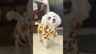 Funny Gangsta Dog 1 #funny #divertido #perros #pets #snoopdogg #420