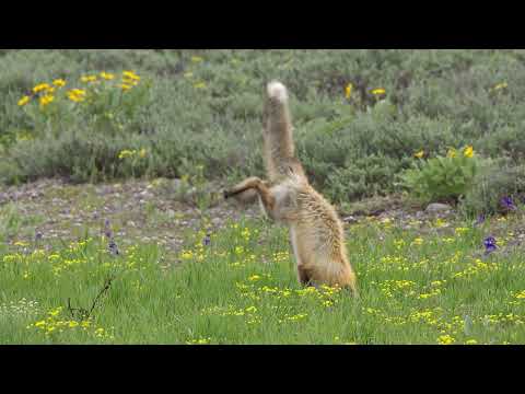 Stock Video -