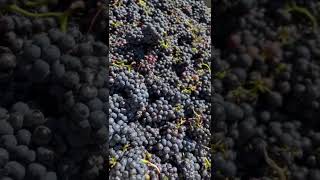 2022 Schramsberg Sparkling Harvest