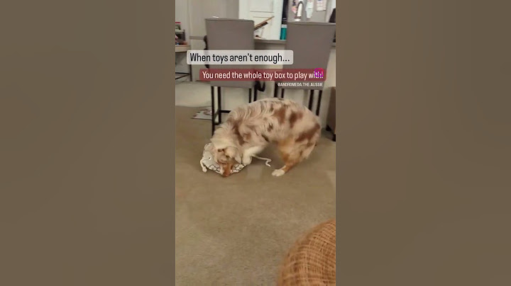 when toys aren't enough 😮‍💨 #shorts #australianshepherd #doglover #dogsofinstagram #ausshole