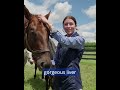🇺🇸💙 Let’s meet the #GodolphinLifetimeCare rehoming herd!