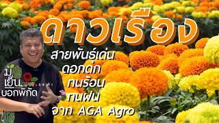 ดาวเรือง สายพันธุ์เด่น ดอกดก ทนร้อน ทนฝน จาก AGA Agro ผู้ผลิตเมล็ดพันธุ์ดาวเรืองเบอร์หนึ่งของไทย