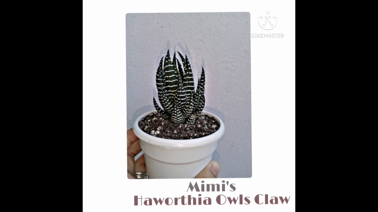 Haworthia Family