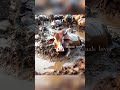 Animals VS Animals  🤩😻🦁 #homehacks #miketyson #viralvideo #foryou   #asmr #shorts #animals