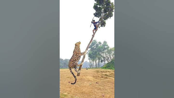 A leopard attacks a boy in the village Tree #vfx​ #shorts​ #leopard​ #wildlife​ #videos​ #tiger​ #8
