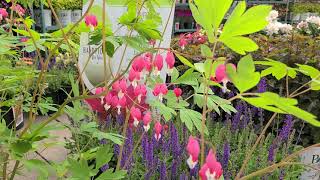 Dicentra spectabilis (Old Fashioned Bleeding Heart)❤️❤️// A Hardy, Tough, Tenacious, Elegant BEAUTY! screenshot 1