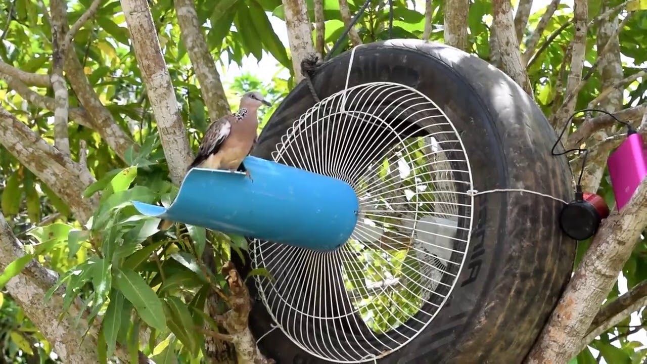Awesome Quick Bird Trap Using Car Tire And Electric Fan Guard Bird Trap Best Water Pipe Bird Trap