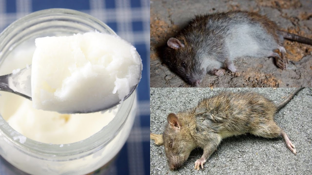 Now Try Lemon Max For Getting Rid Of Mouse/Rats Immediately/Best