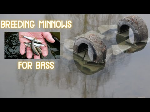 Breeding Minnows