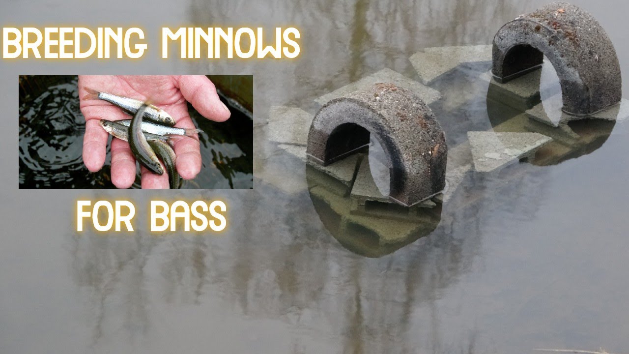 How To Build a Minnow Breeding Station - Breeding Minnows for Bass ( Life  in France ) Minnows 