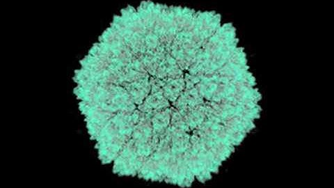 Plane Tilings and Virus Symmetries