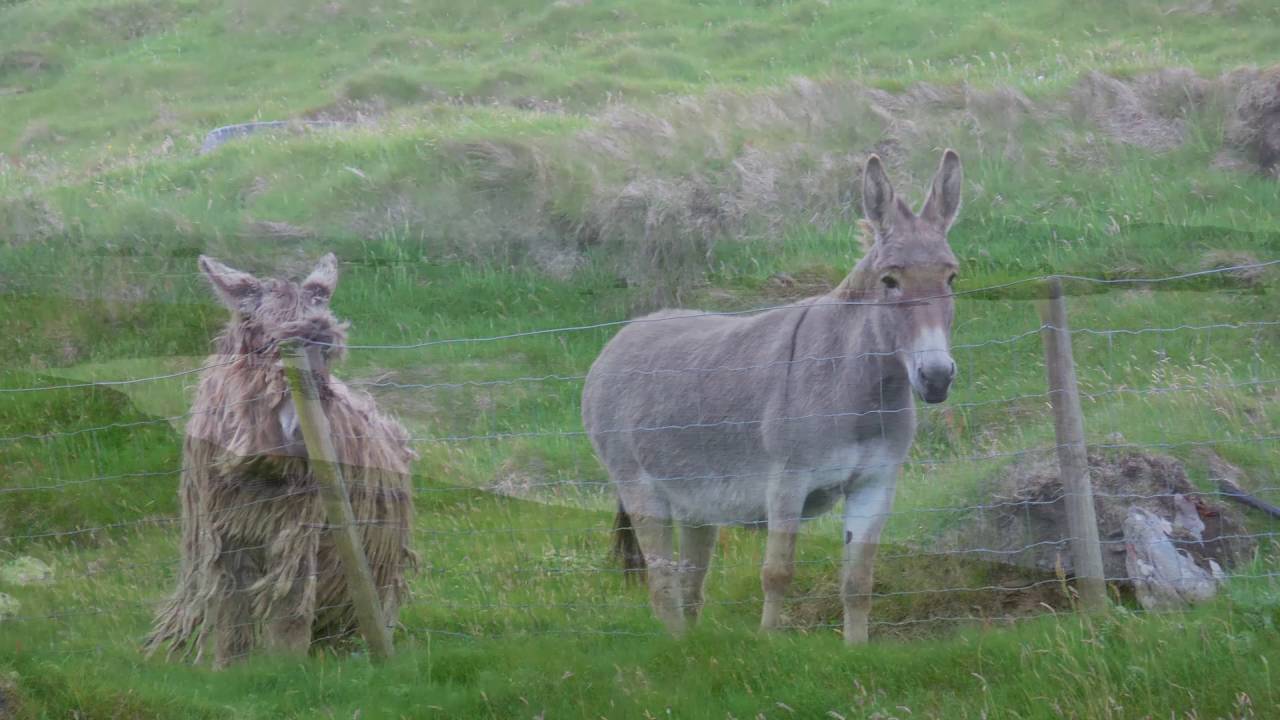 Great Blasket Island Experience with the Peig Sayers Boat