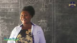 Parts of a Plant | PP2 Environmental Activities Lesson by Madam Risper