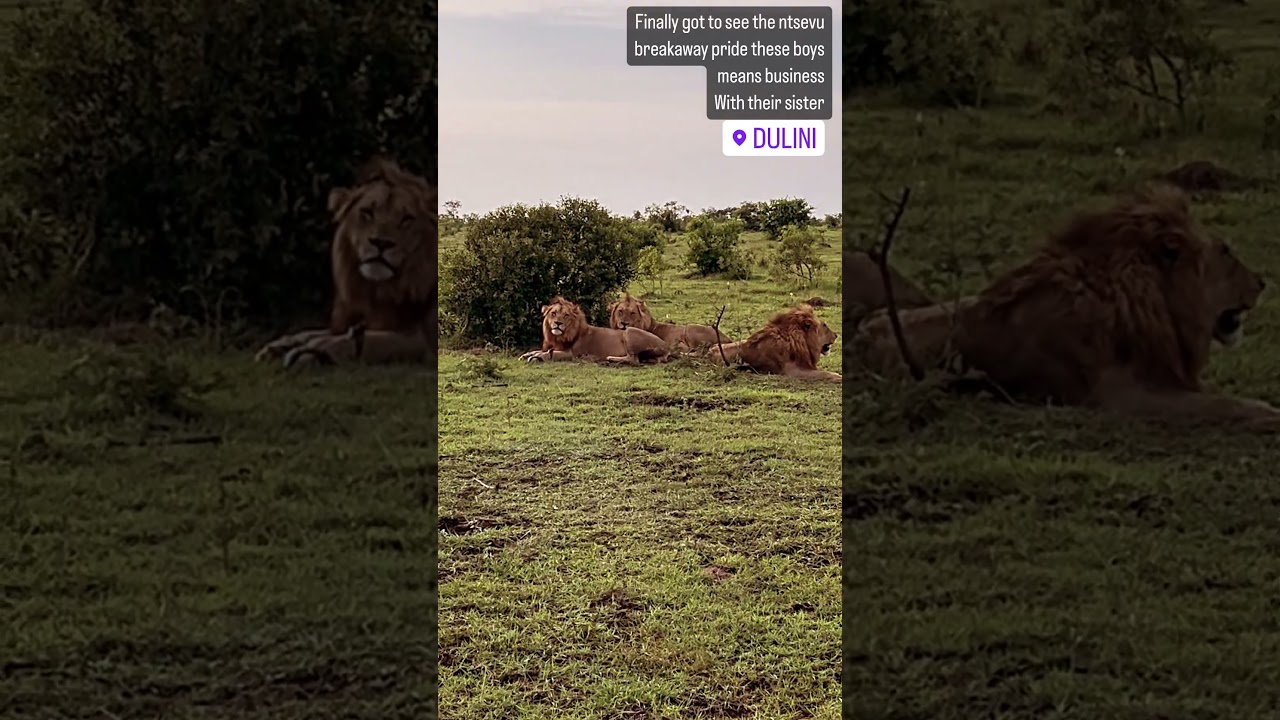 Ntsevu Breakaway Lion Pride | 