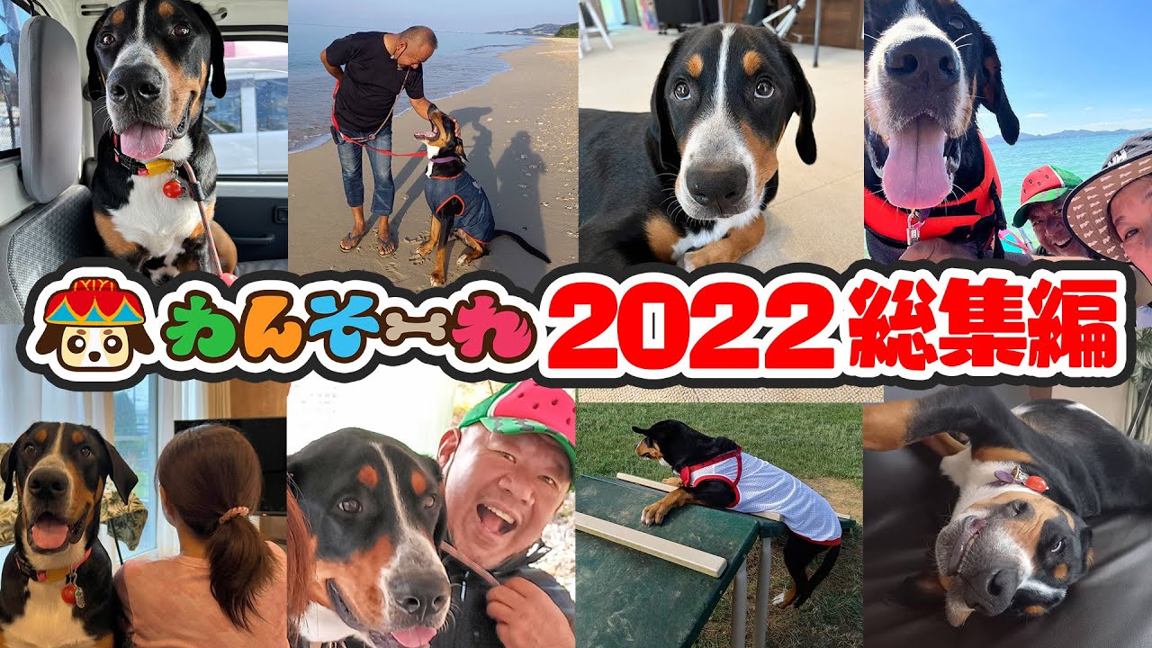 グレータースイスマウンテンドッグ】ソーレ君の日常、2022年総集編