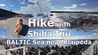 Baltic Sea near Klaipeda hike with Shiba Inu dog 4K 60fps 20240419