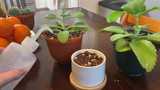 Interview A Plant - Mother Of Thousands Kalanchoe