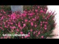 Gaura lindheimeri pink fountain garden center online costa brava  girona