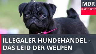 Das Leid der Welpen - Wie kleine Hunde verschachert werden | Doku