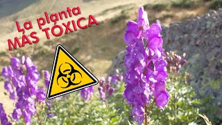 El acónito. La planta MAS TÓXICA de Europa. (Aconitum napellus), piojera o matalobos.