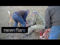 Coyotes attack whitetail deer locked in antlers of another deer.