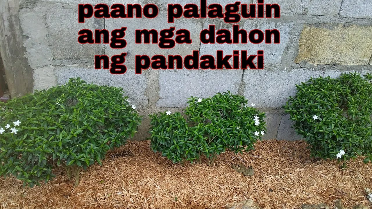 Pandakiki plant paano palaguin ang mga dahon nito YouTube