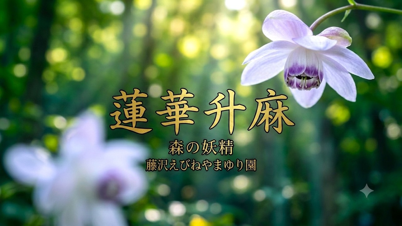 ころ花 蓮華升麻 レンゲショウマ 日本にしか咲かない花 bloom only in Japan