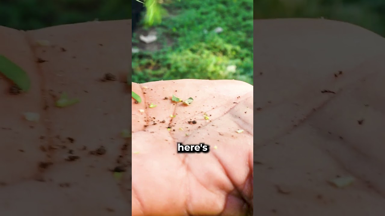 Never PULL this weed on your lawn!