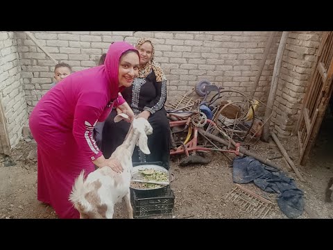 روتين عند الطيور فوق السطح واحلا وقت قضيته فوق