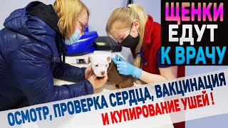 6 щенков от Васи и Тэда едут в ветеринарную клинику купировать уши!