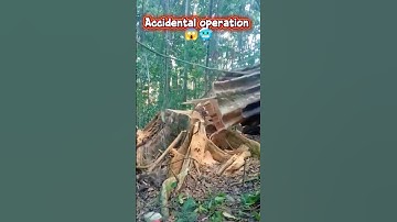 accidental operation during logging process #satisfying #tree #asmr #oddlysatisfying #fyp #everyone