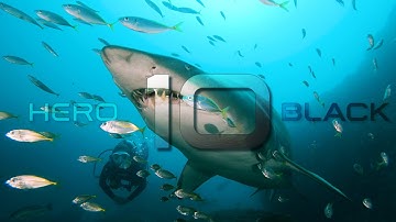 GoPro Hero 10 Scuba Diving with SHARKS | Cinematic 4K Film