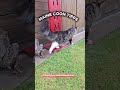 Macht ihr es schon?🤔⁉️✍️ #cat #mainecooncatlovers #freigang #garten