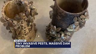 Tiny invasive pests, massive dam problem