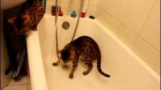 Бенгальский кот играет с водой.Bengal cat trying to catch the water Бенгальский кот играет с водой.Bengal cat trying to catch the water