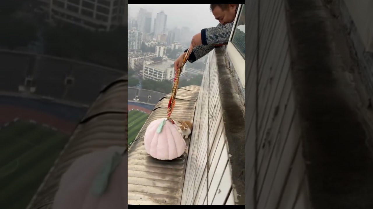 Cat Rescued from High Rise! 🐱🚁