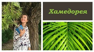 🌿 ХАМЕДОРЕЯ 🌿 уход за ПАЛЬМОЙ в домашних условиях