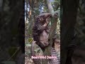 Pangolin -covered in keratin scales like armor It uses its strong claws+ tail to climb trees#nature