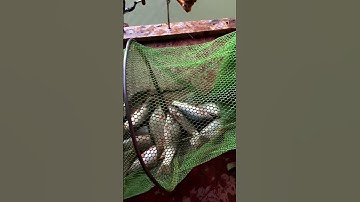 Cần câu cá tự động giật, câu cá lancer, câu câu tự động #fishing #shorts