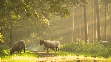 Peaceful music ¶| Relaxing music ¶| Instrumental music "Birds of Spring" by Tim Janis ¶| Garden..!