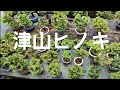 BONSAI/盆栽日記「愛好家の植え替えシーズン　津山ヒノキ50鉢完成｣