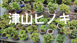 BONSAI/盆栽日記「愛好家の植え替えシーズン　津山ヒノキ50鉢完成｣