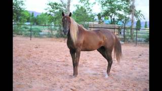 Berry Haat Salza, AHA# 618536, sweepstakes, Global Endurance TC