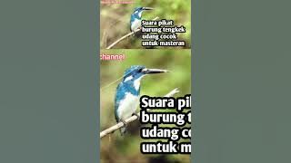 Suara pikat burung tengkek udang