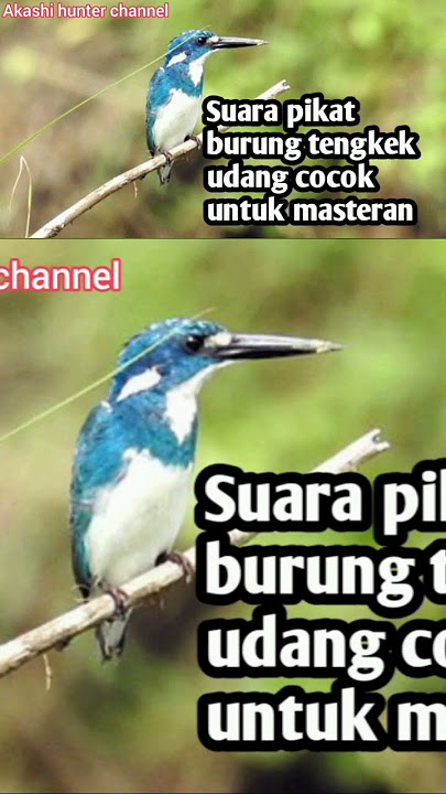 Suara pikat burung tengkek udang