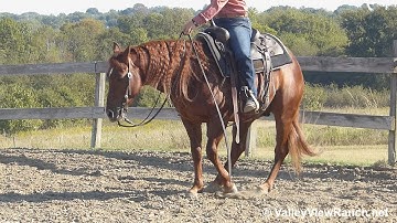 Star Rio Chant - easy jog, lope, stop, spins! - ValleyViewRanch.net