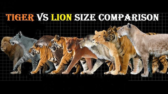 Lion Tiger Size Comparison  Felid Morphology's Study-Blog